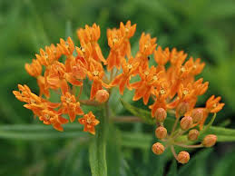 Image result for Asclepias aurea