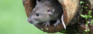 How To Control Rodents In Your Garden Rentokil