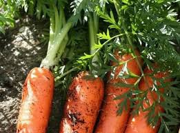 Thus, the cost of production was rp. Laporan Hasil Wawancara Budidaya Wortel Pengetahuanku79 Blogspot Com