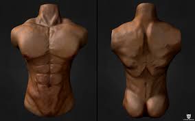 Men have two testicles, which are contained within the scrotum. Artstation Male Anatomy Brinis Yacine
