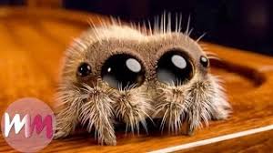 We did not find results for: Top 10 Lucas The Spider Moments Youtube