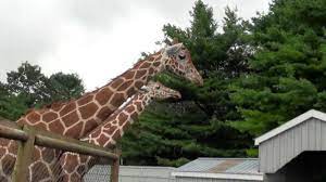 Adirondack animal land is located in gloversville. Adirondack Animal Land Giraffe Youtube