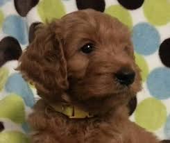 He always seems concerned about how other dogs are doing and licks their ears to tell them everything will be okay. Beautiful Red F1b Goldendoodle Puppies For Sale In West Jordan Utah Classified Americanlisted Com