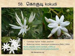 Flowers that bloom at night in malayalam. 99 Tamil Flowers Kurunjipaatu Flowers 51 60 à®•à®± à®• à®¨ à®± à®•