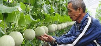 Image result for cara menanam buah melon