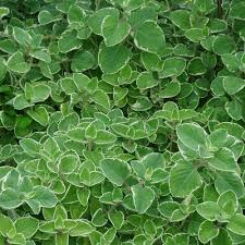 These plants will grow in sun or partial shade. Variegated Oregano Herb Plants For Sale Free Shipping
