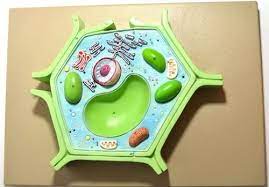 How to create 3d plant cell and animal cell models for science class. Biology Plastic Fiber Dews Plant Cell Model Medical Study Purpose Standard Id 22210149055