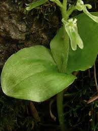 Image result for Nidorella auriculata