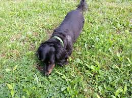 Monte Our Long Haired Dachshund Post Haircut Dog Haircuts Long Haired Dachshund Dachshund