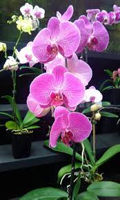 Blossom Orchid Flower Tropical Flowers Beautiful Flowers