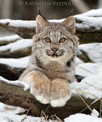 Pin By Maggy On Animales Graciosos In 2020 Lynx Kitten Canada Lynx Beautiful Cats