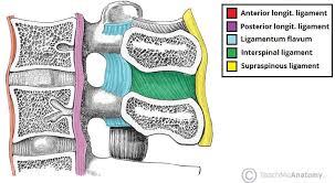 Image result for Lumbar vertebrae