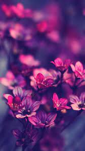 Flowers Purple Flowers Wallpaper Purple Wildflowers Most Beautiful Flowers