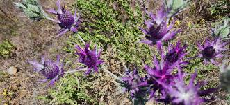 Image result for Rytidosperma davyi