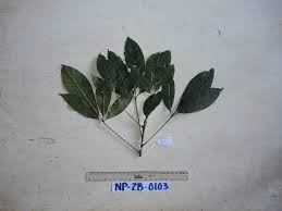 Image result for Acalypha caperonioides