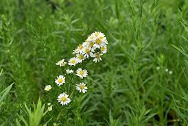 Image result for Aster