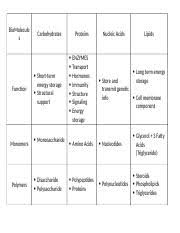 Biomolecules Chart Docx Biomolecule S Function Monomers