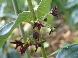 Image result for Vincetoxicum monticola