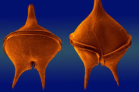Dinoflagellates: One Species at a Time | Smithsonian Ocean