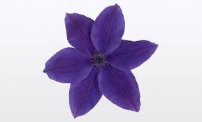 Check spelling or type a new query. The Garland Collection 19 Cm Nolina Kwekerijen