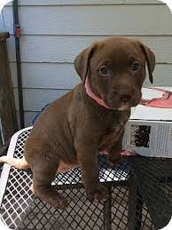 Maybe you would like to learn more about one of these? Richmond Va Labrador Retriever Meet Daisy A Pet For Adoption