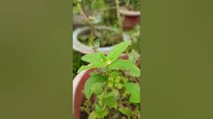 Image result for Spermacoce ocymoides