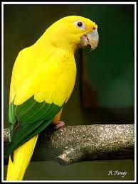 Resultado De Imagem Para Ave Cabeca Azul Ararajuba Parrot Aves De Estimacao