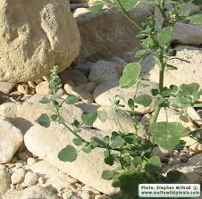 Image result for Chenopodium opulifolium