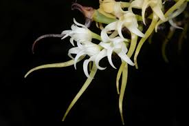 Image result for Cyrtorchis ringens
