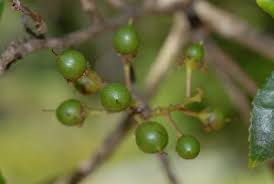 Image result for Scolopia mundii
