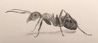 Pencil Drawing Of An Ant Insect Drawings Gallery Realistic Drawings Ant Art Beetle Drawing