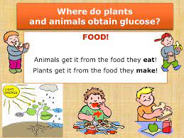 Maybe you would like to learn more about one of these? Cellular Respiration Its How Our Cells Release Energy From Food Ppt Video Online Download