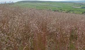 Image result for Avenella