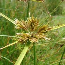 Image result for Cyperus spiralis