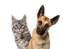 The malinois originated near the town of malines several. Close Up Of Belgian Malinois And Maine Coon Kitten Stock Photo Image Of Portrait Belgian 150753558
