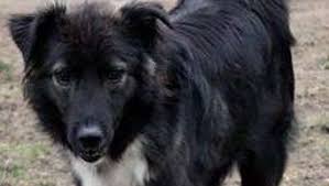 Inserieren, suchen, neuen liebling finden direkt zur übersicht! Tierheim Babenhausen Munster Hund Bill Sucht Ein Neues Zuhause Babenhausen