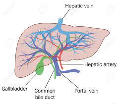 We did not find results for: Drawing Of The Liver Showing The Major Blood Vessels Plus The Gallbladder Royalty Free Cliparts Vectors And Stock Illustration Image 44760753