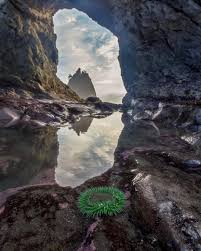 Check spelling or type a new query. A Tide Pool Reveals An Anemone And A Sea Stack Reflects Through Hole In The Wall Rialto Beach Washington Usa Oc 180x1350 Earthporn