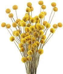 Maybe you would like to learn more about one of these? Amazon Com Xhxstore 30pcs Dried Craspedia Flowers Billy Button Balls Flowers Fake Silk Yellow Flowers Bouquet For Diy Flower Arrangements Wedding Party Home Office Decoration 50cm Home Kitchen