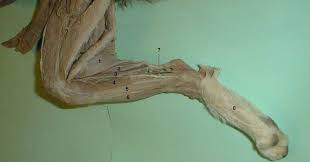 Human bone diagram wiring diagrams click. Cat Muscles Lower Leg Medial Oia Hymann Diagram Quizlet