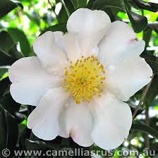 Camellia Sasanqua Cleopatra Possessing The Distinct Advantage Of Tolerating Both Full Sun And Partial Shade Sasanquas Are The Flores Disenos De Unas Camelias
