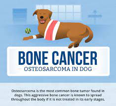 Symptoms of bone marrow cancer in dogs symptoms can vary and affect multiple organs and tissues. Bone Cancer Osteosarcoma In Dogs Canna Pet