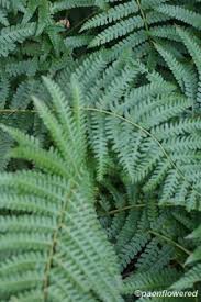 Image result for Osmundaceae