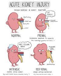 Thereby reducing renal perfusion (hypovolemia, shock, hemorrhage, burns impaired cardiac output, diuretic therapy). 900 Chronic Kidney Disease Ideas Chronic Kidney Disease Kidney Disease Renal