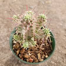 Image result for Euphorbia corniculata