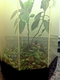 Check out our ficus pumila selection for the very best in unique or custom, handmade pieces from our outdoor & gardening shops. Easy Care Terrariums Help Aging Parents