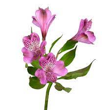 Globalrose Fresh Lavender Alstroemeria Flowers 80 Stems 320 Blooms Alstroemeria Purple Lavender 80 The Home Depot Alstroemeria Flower Drawing Flowers