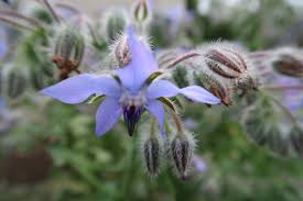 Image result for Hermannia boraginiflora