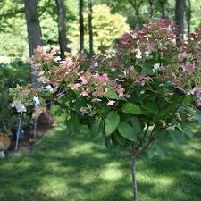 Image result for Gaertnera paniculata