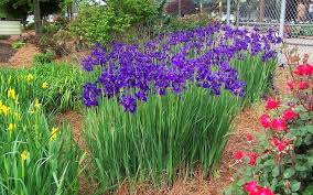 Learn all about planting and caring for iris flowers, plus find 11 elegant irises for your own garden. Caesars Brother Iris Perennial Garden Front Yard Plants Plants